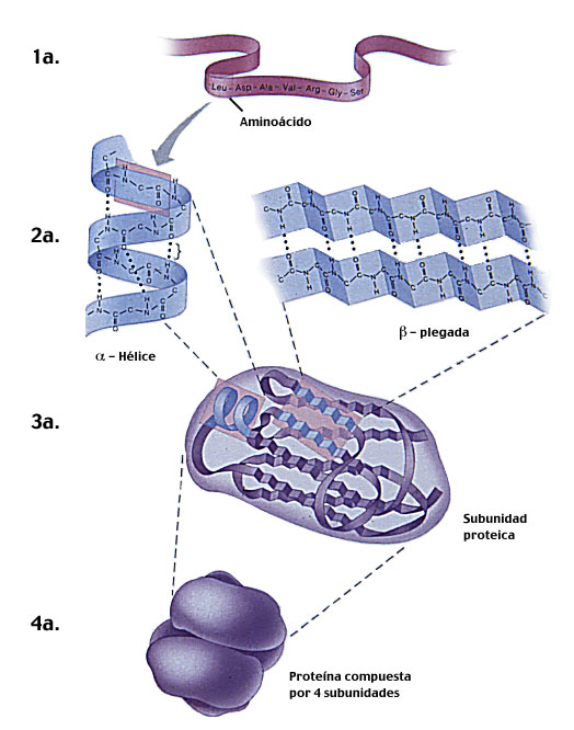 Apb Estructura De Las Proteinas 0 Hot Sex Picture 8888