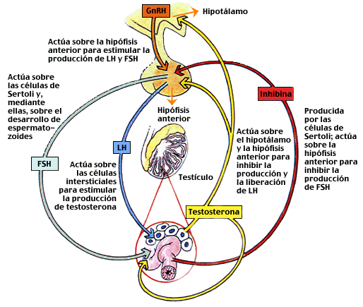 APB2 REGULACIÓN HORMONAL DE LA REPRODUCCIÓN