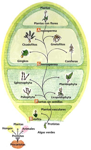 Apb2 Reino Plantae 7519