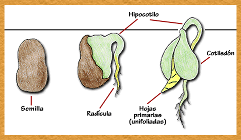 Resultado de imagen de semilla hipocotilo