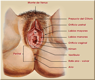 Genitales externos de la mujer (vulva)