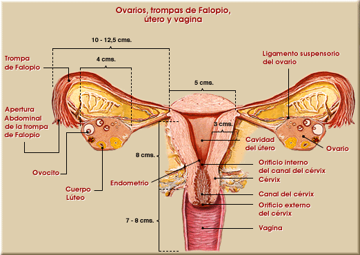 Genitales internos (Vista transversal)