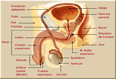 Genitales internos del hombre (Corte sagital).