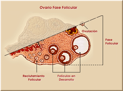 Ovario fase folicular.