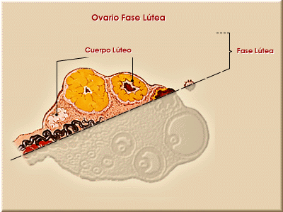 Ovario fase ltea.