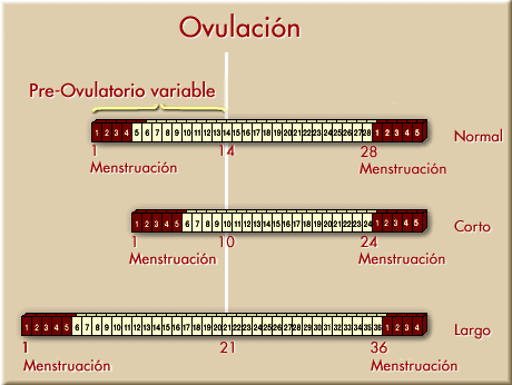 Variaciones de la Fase Folicular.