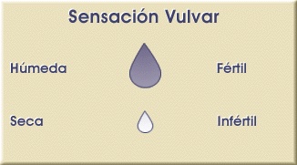 Sensación vulvar (con color en degradé de los signos de fertilidad).