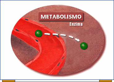 Tipos de metabolismo como un olímpico