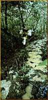 Bosque maya
