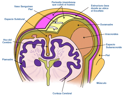 Las Meninges