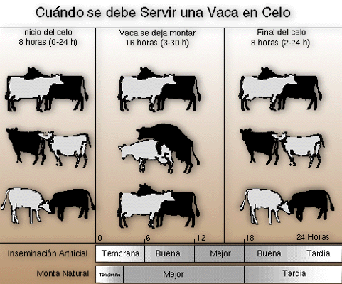 Resultado de imagen de Estro