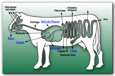 Descripcion de las caracteristicas y funciones de la familia objetivo