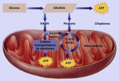 APB2 RESPIRACI N CELULAR