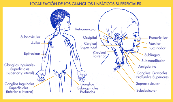 Ganglios Del Cuerpo Superficiales 8862