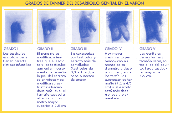 Grados De Tanner Desarrollo Genital