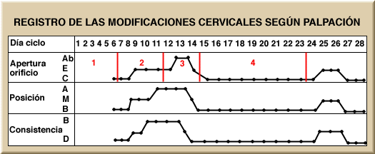 Registro de las modificaciones cervicales según palpación.