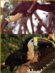 Aves tropicales