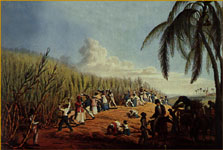 Cultivo de cana