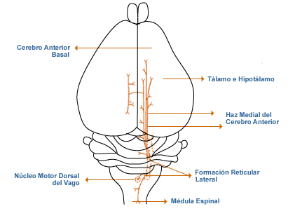 médula lemnisco medial