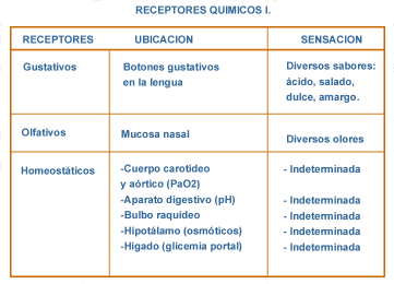 tipos y funciones de los receptores sensoriales