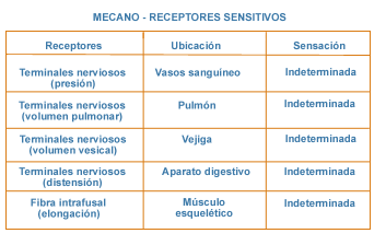 tipos y funciones de los receptores sensoriales